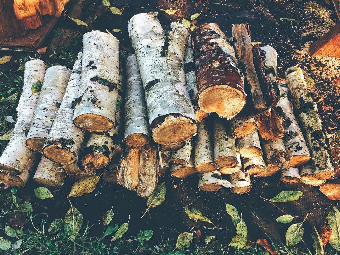 birch tree logs