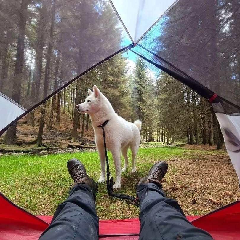 camping with dog