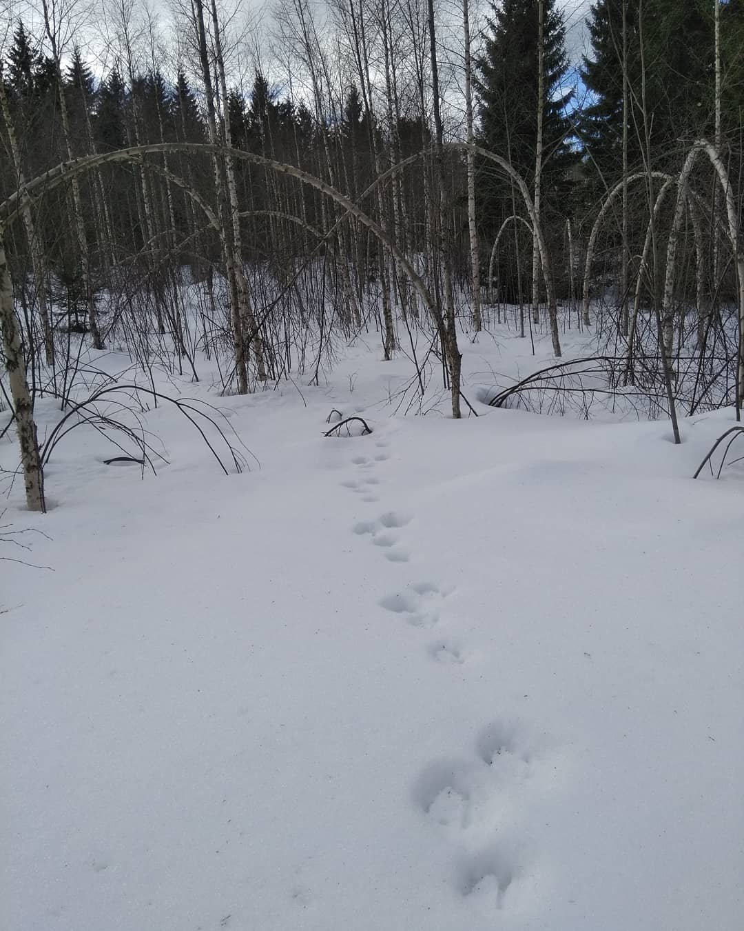 animal track on snow