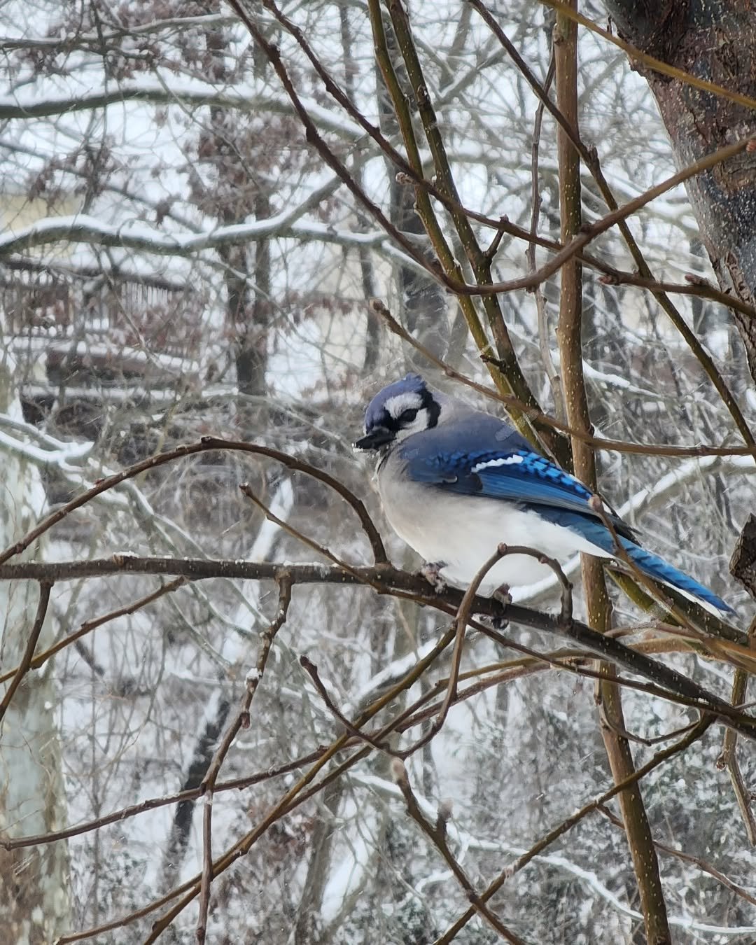 blue jay in winter days