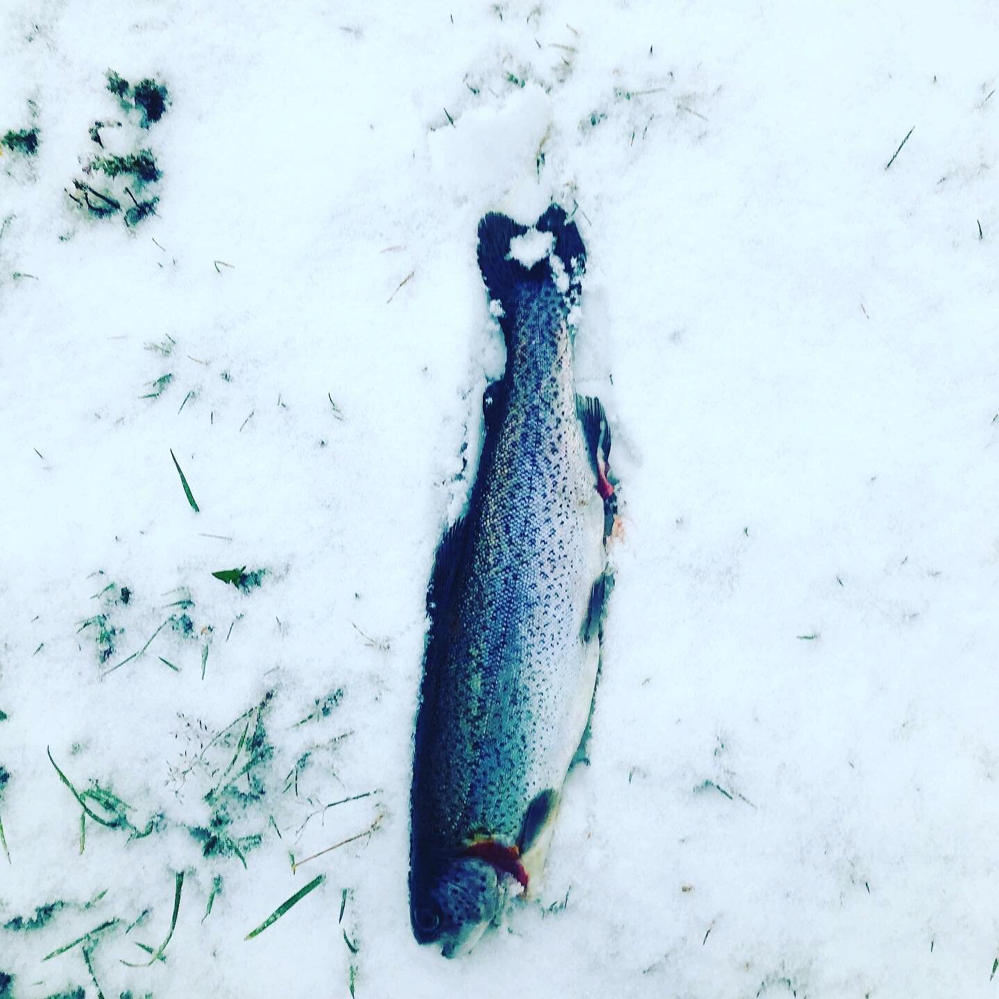 caught fish on snow