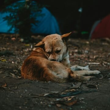 dog in camping trip