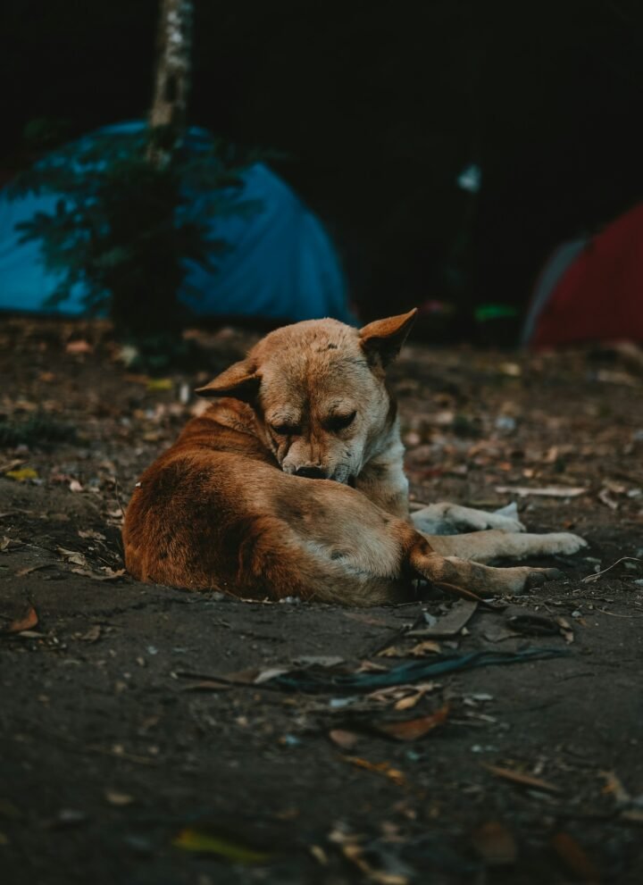 dog in camping trip