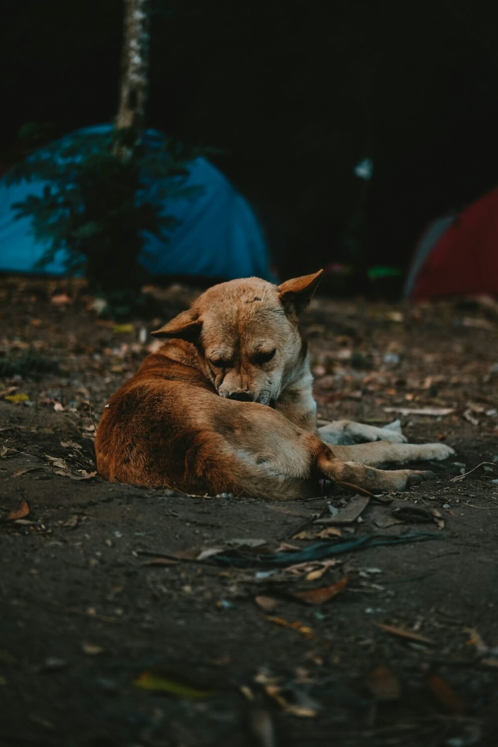 dog in camping trip