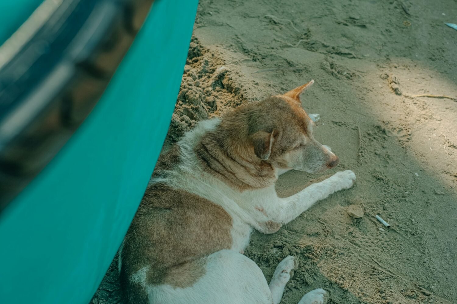dog on beach camping