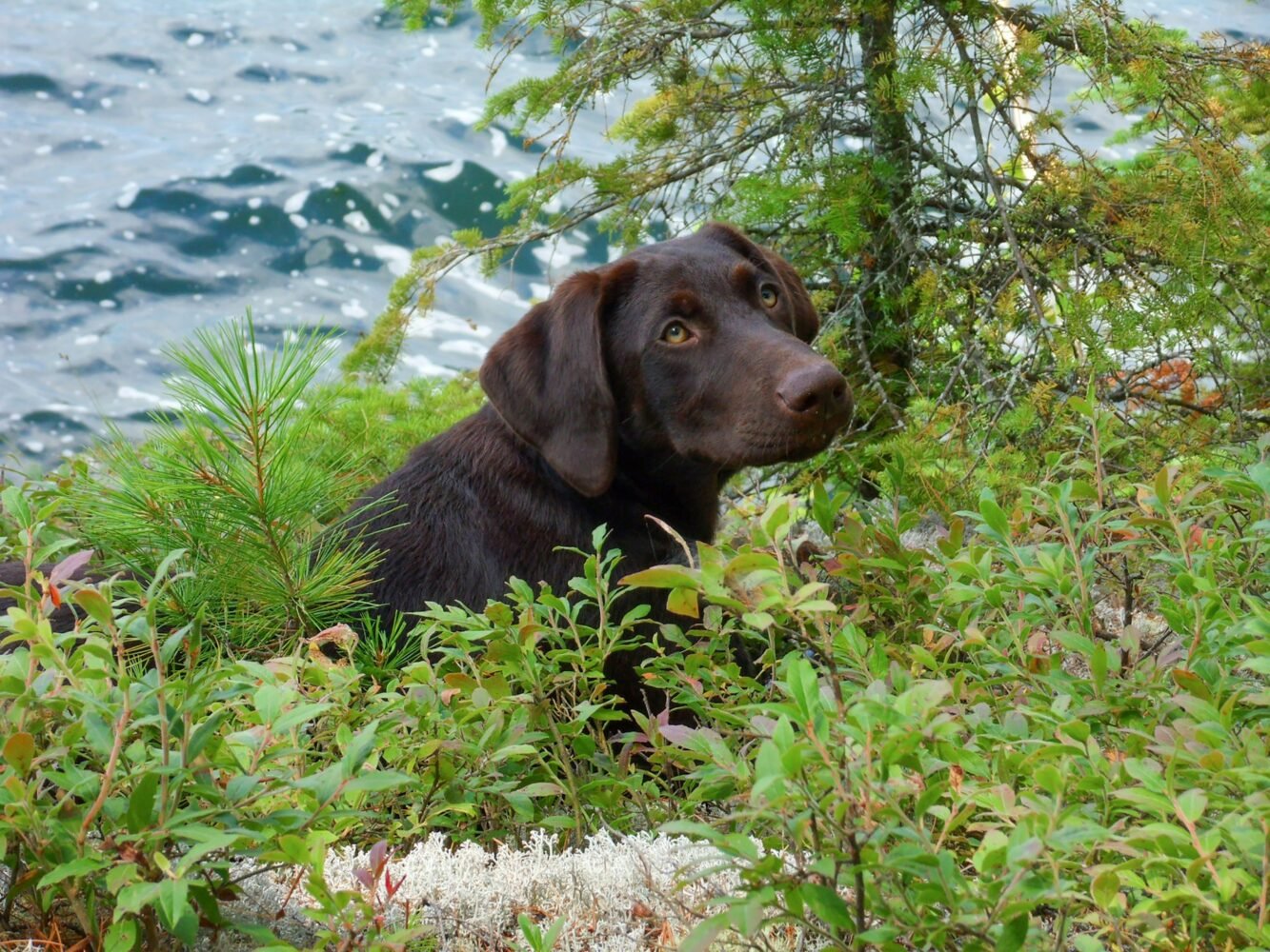 dog on hiking