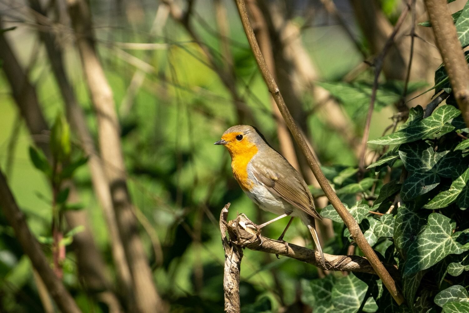 American Robin bird in garden