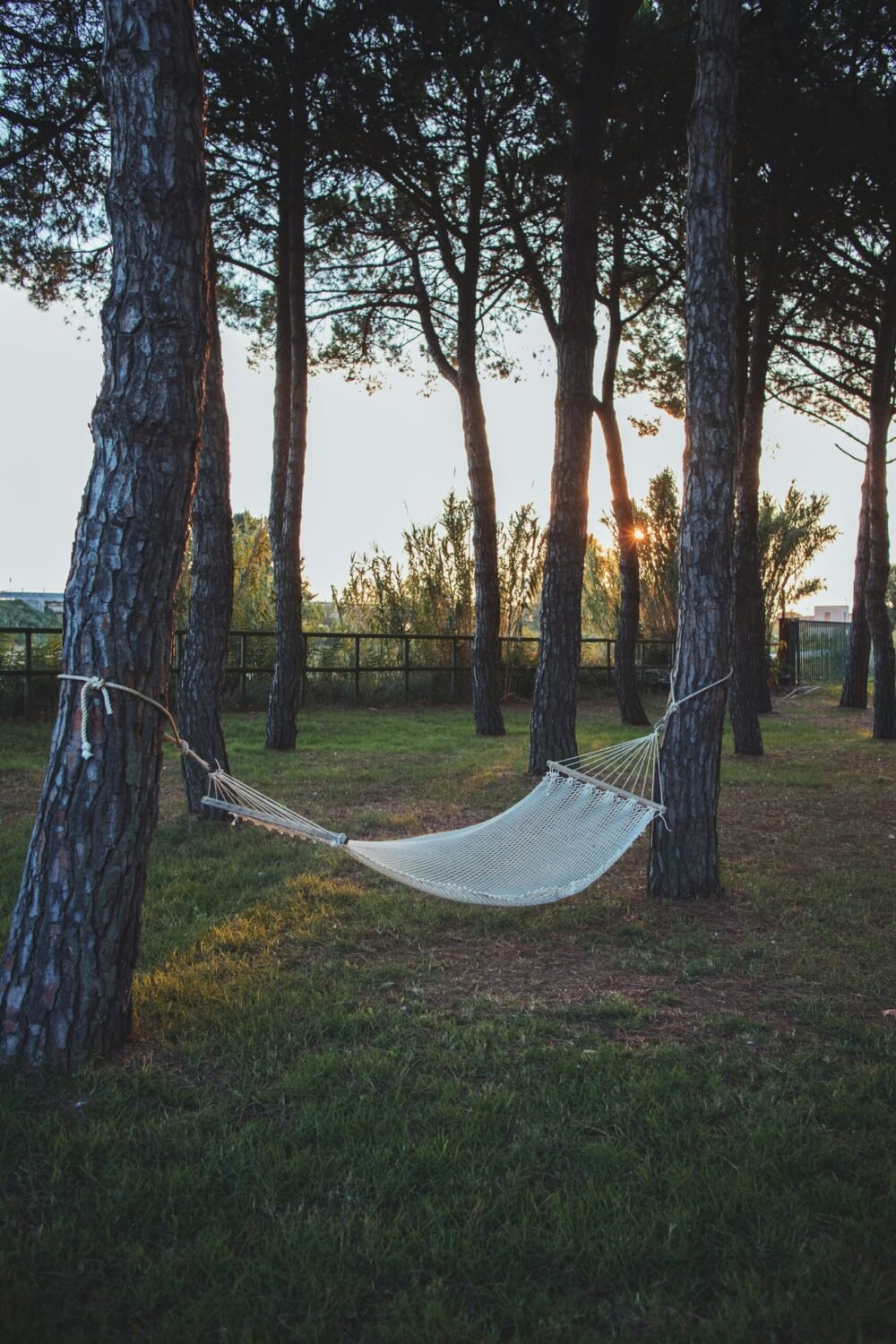 hammock in the backyard